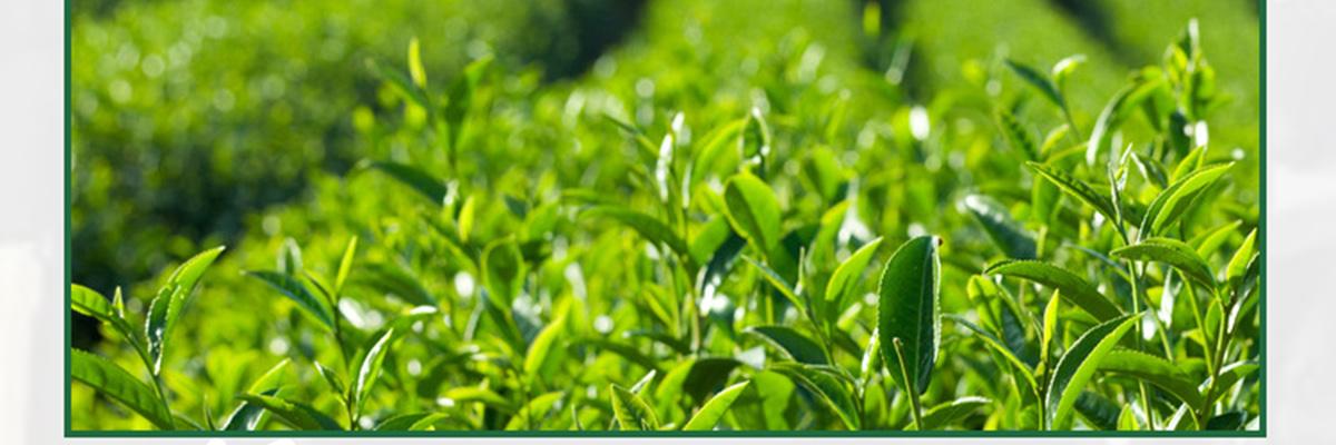 食铁茶奶茶